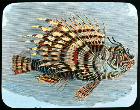 Rotfeuerfisch | Lionfish (foticon-600-simon-meer-363-047.jpg)